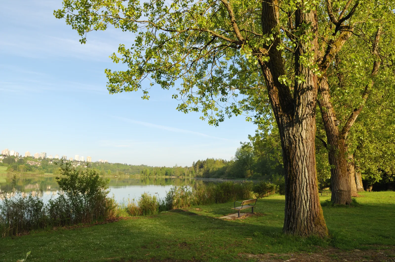 Community picnic scene in Virgin River