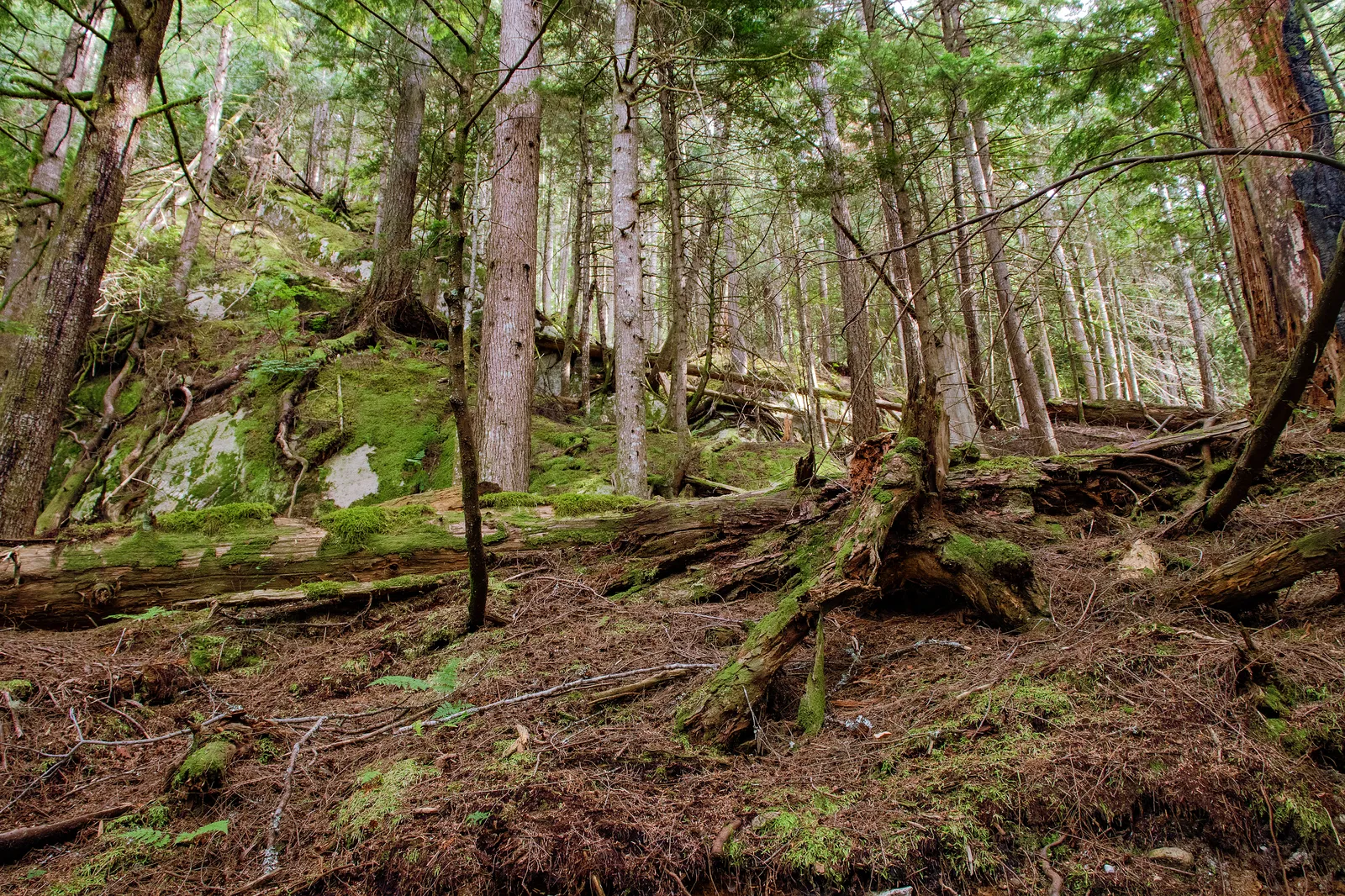 Glass is mauled by a bear scene in The Revenant