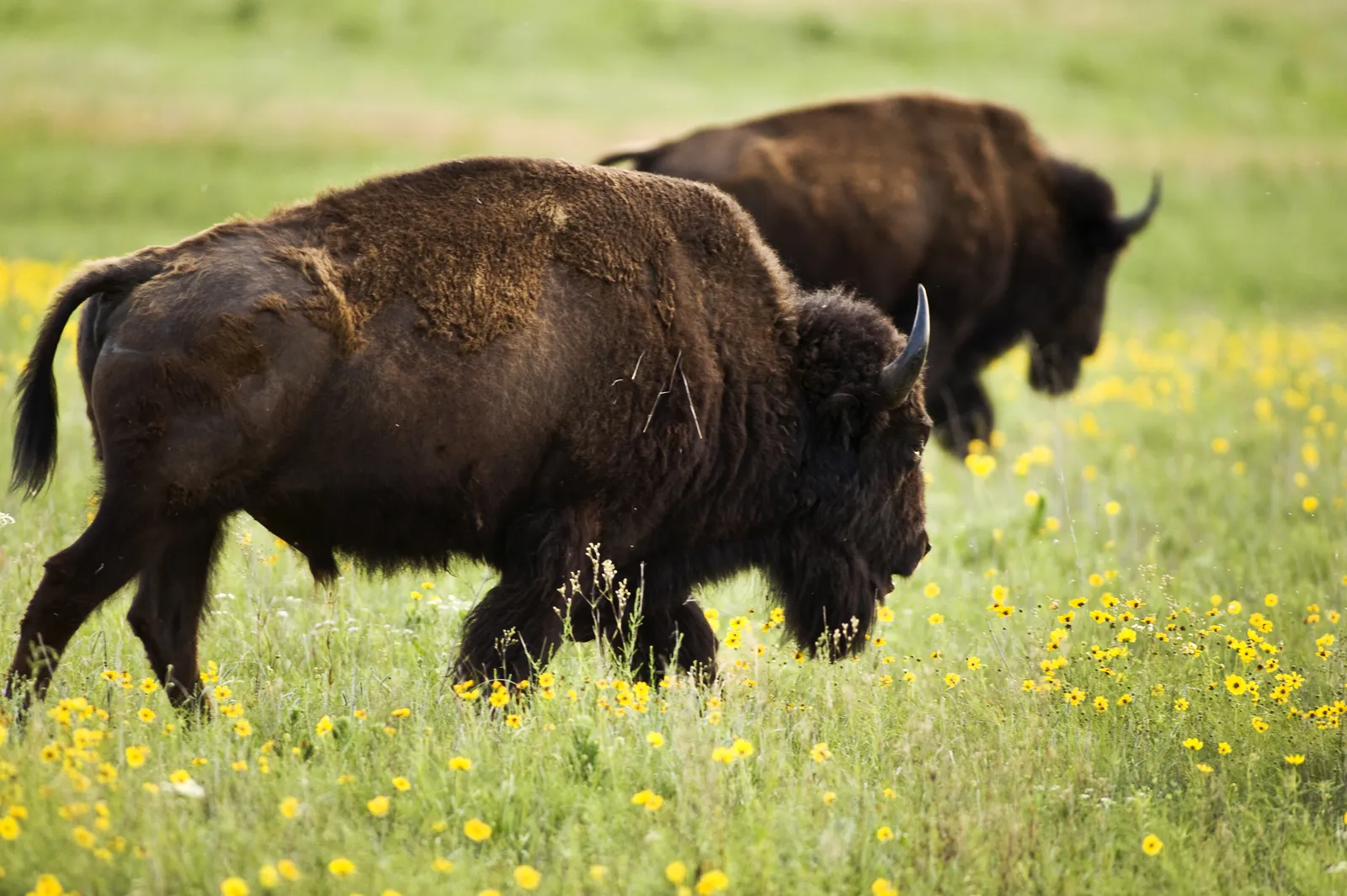 Buffalo hunt scene in Dances With Wolves