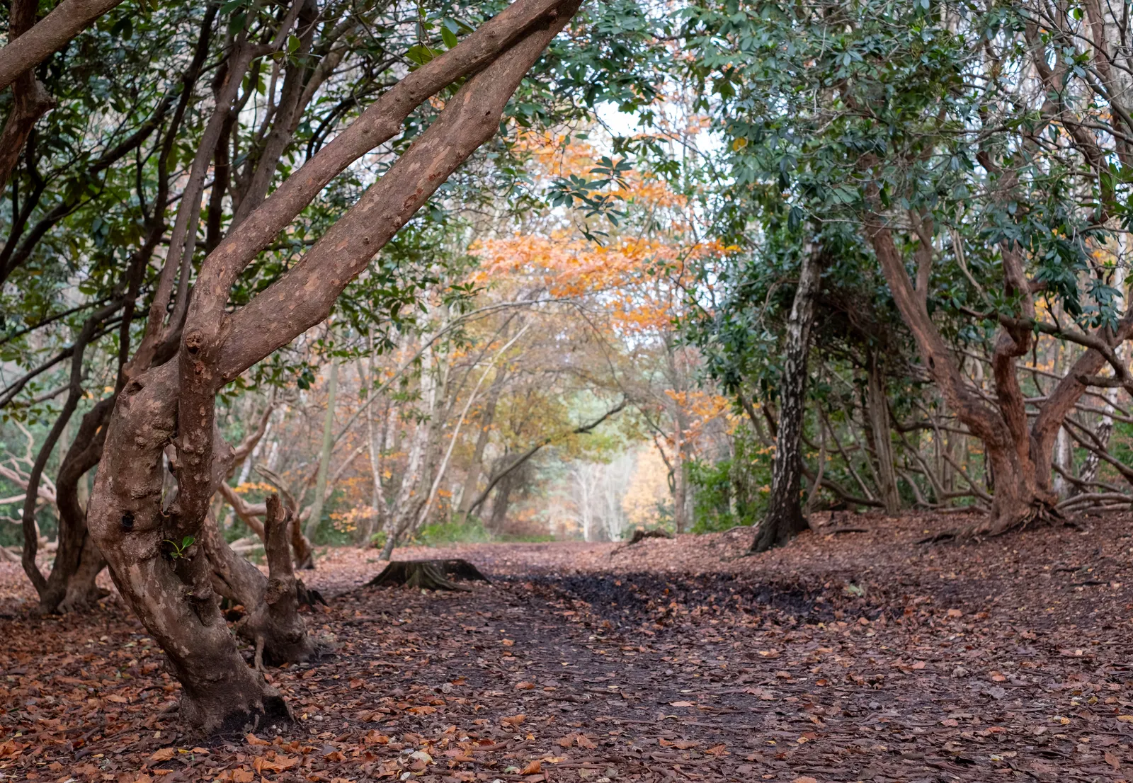 The cart scene in Willow