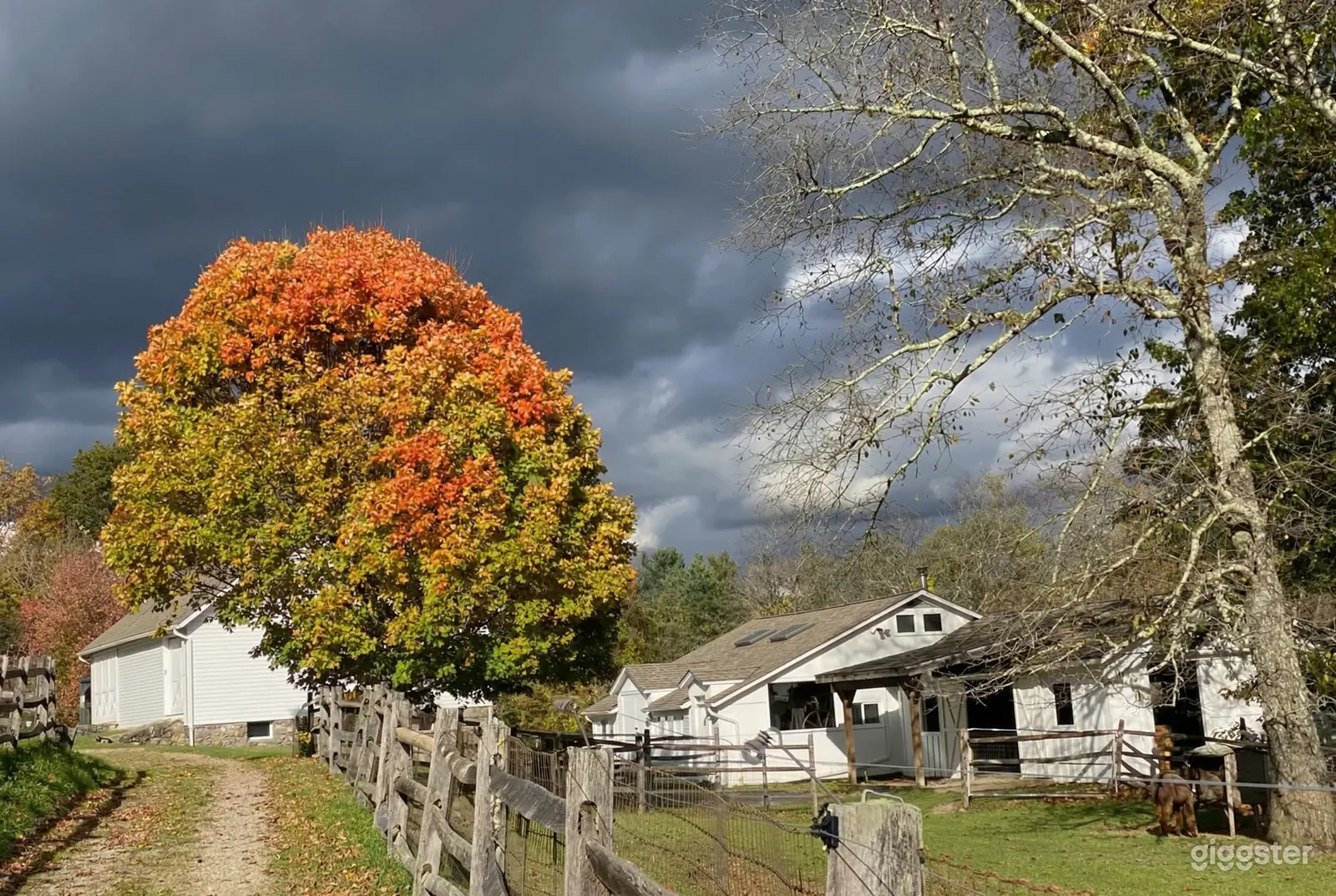 A tree with green and orange leaves sits by the driveway of a farm property with white house and outbuildings.
