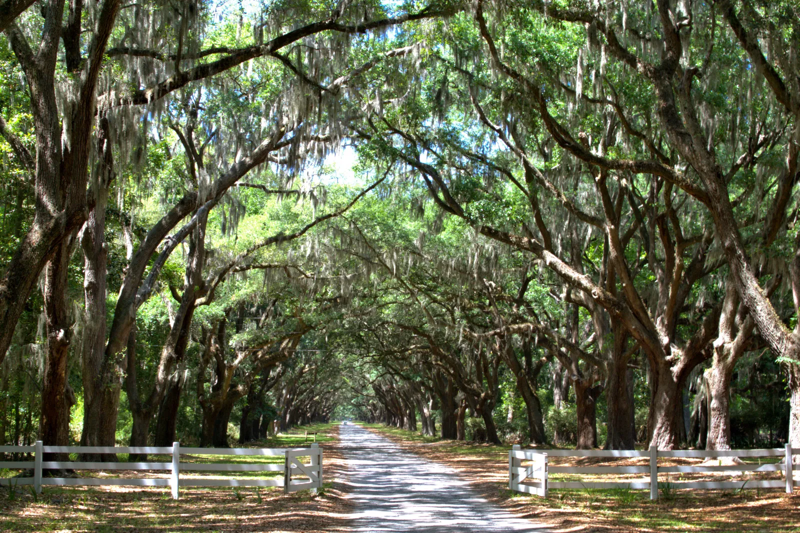 Forrest being chased by bullies scene in Forrest Gump
