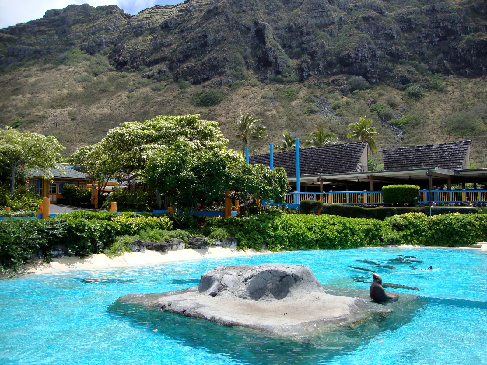 Henry working with the marine animals scene in 50 First Dates